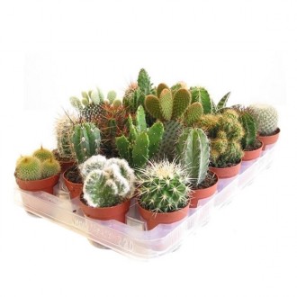 Кактус (Cactus) микс. Одеса. фото 1 Кактус (Cactus) микс. Одеса. фото 1