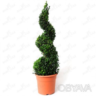 \'Самшит вечнозеленый или букшпан (Buxus) - изящное кустообразное растение семей. . фото 1