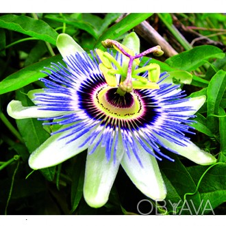 \'Пассифлора голубая (Passiflora caerulea), также называется \\\"Кавалерская зве. . фото 1