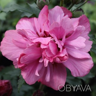 \'Гибискус сирийский (сирийская роза, катмия) отличается махровыми лепестками и . . фото 1