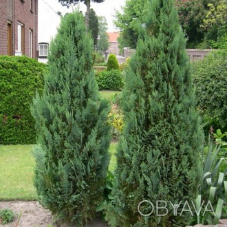 \'Кипарисовик Лейланда (Cupressocyparis Leylandii) - вечнозеленое дерево, гибрид. . фото 1