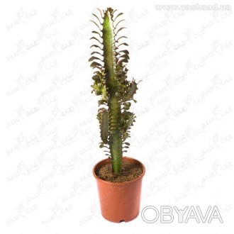 \'Эуфорофобия (Euphorbia) или молочай входит в самый широкий род растений семейс. . фото 1