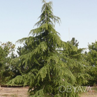 \'Кедр гималайский - вечнозелёное крупное дерево с прямым стволом, с ширококонус. . фото 1