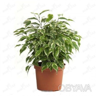 \'Фикус - растение-фильтр. Его листья поглощают формальдегид, толуол, ксилол и а. . фото 1