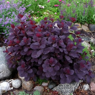 \'Скумпия кожевенная Royal Purple или Cotinus coggygria - листопадное, кустарник. . фото 1