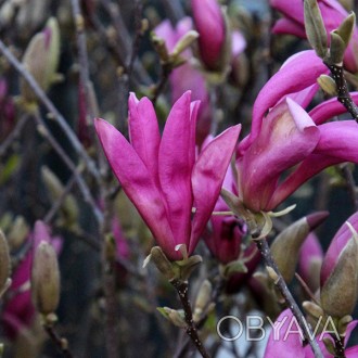 \'Магнолия Сьюзан (Magnolia Susan) - лиственное, цветущее растение из Магнолиевы. . фото 1