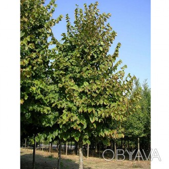 \'Tilia Hybrida \\\"Argentea\\\" - величественное листопадное дерево. Верхние ве. . фото 1