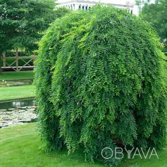 \'Sophora Japonica Pendula - листопадное дерево семейства бобовых, достигающее в. . фото 1