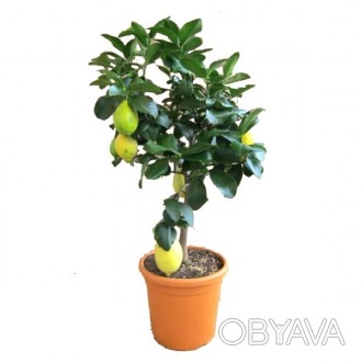 \'Цитрус Лимон (Citrus lemon) - вечнозеленое, декоративное плодовое растение сем. . фото 1