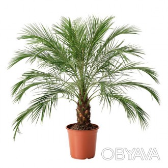 \'Финик Робелена, карликовая финиковая пальма - вид финиковой пальмы родом из юг. . фото 1
