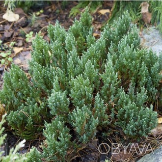 \'Можжевельник горизонтальный Блю Форест (Juniperus horizontalis Blue Forest) - . . фото 1
