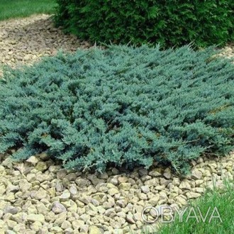 \'Juniperus horizontalis Wiltonii - стелющийся голубой плотный, прижатый к земле. . фото 1