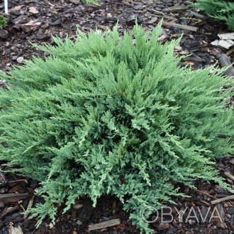 \'Можжевельник казацкий Тамарисцифолия (Juniperus sabina Tamariscifolia) - один . . фото 1