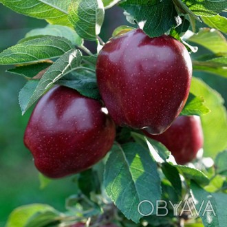\'Яблоня Ред Чиф - высокоурожайный сорт зимних яблок с длительным сроком хранени. . фото 1