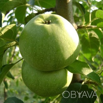 \'Яблоня Симиренковец - высокоурожайный зимний скороплодный сорт яблони. Съемная. . фото 1