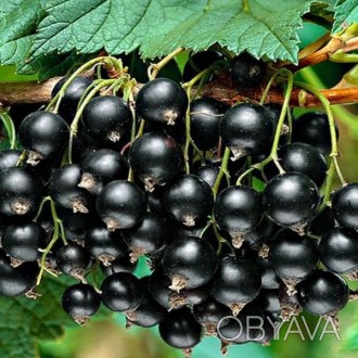 \'Смородина черная Титания - очень урожайный среднеранний сорт шведской селекции. . фото 1