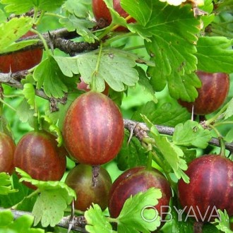 \'Крыжовник Машека - очень урожайный, крупноплодный сорт среднепозднего срока со. . фото 1