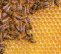 100% Натуральний мед з власної пасіки (без цукру, без антибіотиків, без всякої х. . фото 2