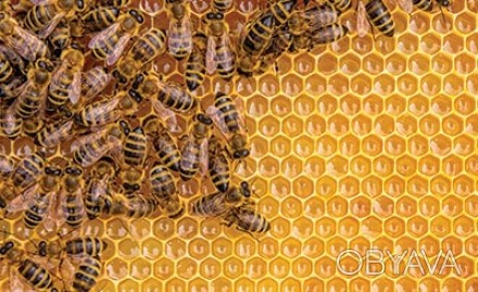 100% Натуральний мед з власної пасіки (без цукру, без антибіотиків, без всякої х. . фото 1