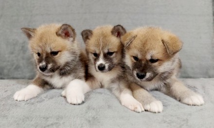 Продаются щенки японской акиты. Подходят для разведения, выставок и просто в сем. . фото 4