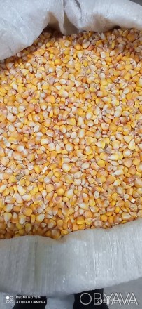Продам зерно кукурузи