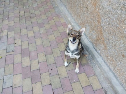 В связи с продажей дома, отдам в хорошие руки собаку дворняжку Толстик, кобель, . . фото 7