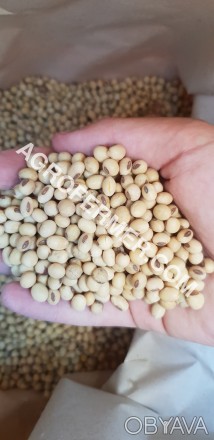 Cоя (Glycine max seeds) COLBY трансгенный сорт сои. Научно разработан на основе . . фото 1
