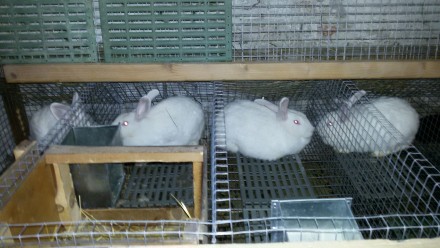 Кролі породи термонська . Вакциновані від Вгхк і міксоматозу, пропоені від кокци. . фото 7