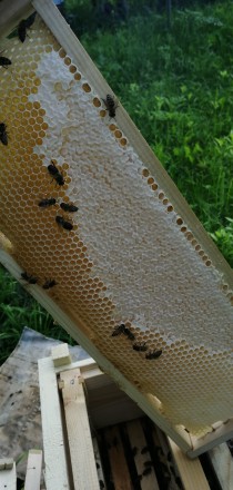 Продам мед з домашньої пасіки 2023 року. Без антибіотиків та домішок, з екологіч. . фото 2
