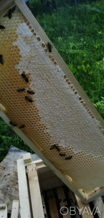 Продам мед з домашньої пасіки 2023 року. Без антибіотиків та домішок, з екологіч. . фото 1