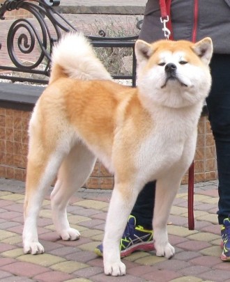 В питомнике YAMANEKO есть щенки японской акиты, от прекрасной пары Чемпионов. Да. . фото 3