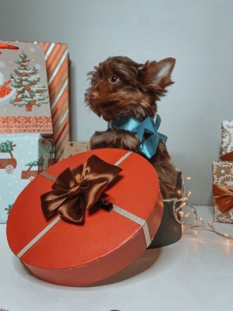 Предлагается к продаже щенки колорированного Йорка шоколадного окраса – два маль. . фото 4