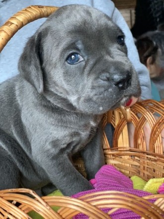 Предлагаются замечательные щенки голубого и серого окраса кане корсо от великоле. . фото 4