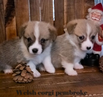 Вельш корги пемброк (Welsh Corgi Pembrok) - удивительная собака !

25.11.2020 . . фото 4
