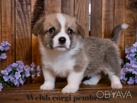 Вельш корги пемброк (Welsh Corgi Pembrok) - удивительная собака !

25.11.2020 . . фото 1