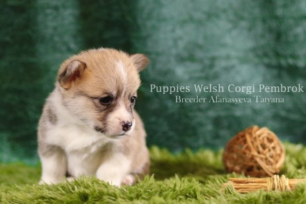Вельш корги пемброк (Welsh Corgi Pembrok) - удивительная собака !

25.11.2020 . . фото 3
