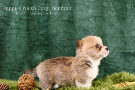 Вельш корги пемброк (Welsh Corgi Pembrok) - удивительная собака !

25.11.2020 . . фото 6