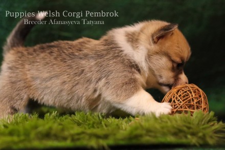 Вельш корги пемброк (Welsh Corgi Pembrok) - удивительная собака !

25.11.2020 . . фото 8