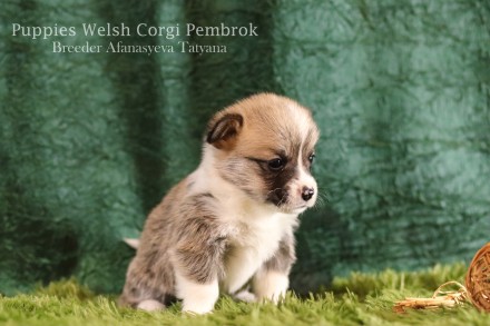 Вельш корги пемброк (Welsh Corgi Pembrok) - удивительная собака !

25.11.2020 . . фото 7