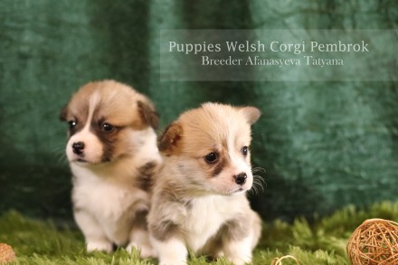 Вельш корги пемброк (Welsh Corgi Pembrok) - удивительная собака !

25.11.2020 . . фото 5