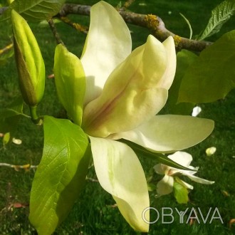 Магнолия Банана Сплит / Magnolia Banana Split
Прямостоячий, сильнорослый сорт, к. . фото 1