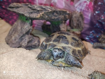 Среднеазиатская черепаха - прекрасный друг и компаньон. 
Просты в уходе и содерж. . фото 1