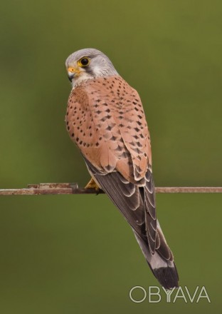 Обыкновенная пустельга (Falco tinnunculus).Птица из отряда соколообразных. Один . . фото 1