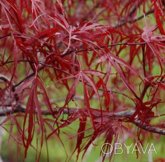Клен пальмолистный Энкан / Acer palmatum Enkan
Превосходный сорт японского клена. . фото 1