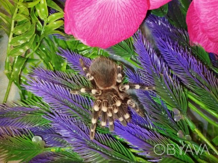 Acanthoscurria geniculata, самый популярный и распространённый паук-птицеед свое. . фото 1