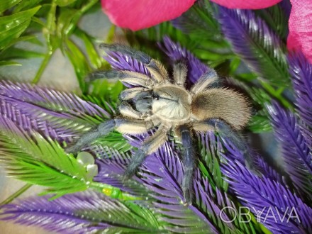Довольно редкий вид паука-птицееда. Своё название паук получил из-за необычного . . фото 1
