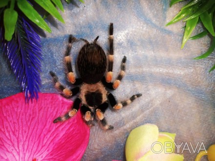 Один з найбільш дружніх видів павука-птахоїда проживає в домашніх умовах. Рекоме. . фото 1