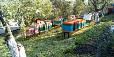 Продам бджолопакети. Воловец. фото 1 Продам бджолопакети. Воловец. фото 1
