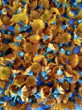 Квіти корзинки календула - нагідки сухі 2022 року
Місце вирощування: район Оріл. . фото 2