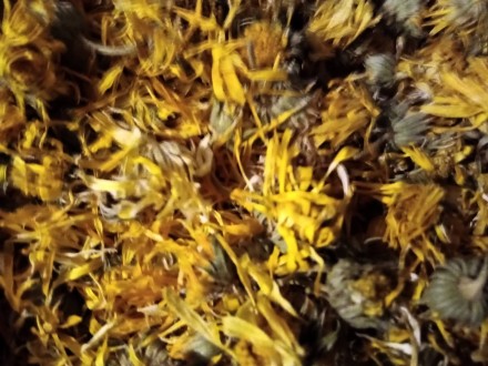 Квіти корзинки календула - нагідки сухі 2022 року
Місце вирощування: район Оріл. . фото 3